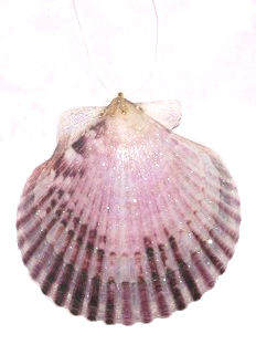 Item 220022 Purple Pecten Shell Ornament