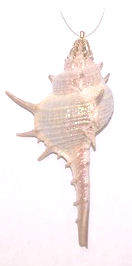 Item 220024 Spiny Murex Shell Ornament