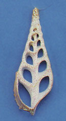 Item 220030 Sliced Tibia Shell Ornament