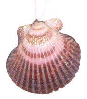 Item 220046 Calico Pecten Shell Ornament