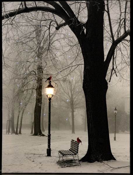 Item 558248 Tree With Lamppost/Bench/Birds Canvas Print