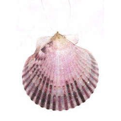Item 220022 thumbnail Purple Pecten Shell Ornament