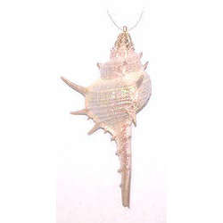 Item 220024 Spiny Murex Shell Ornament