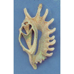 Item 220025 thumbnail Cut Millipede Conch Shell Ornament