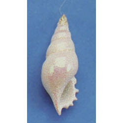 Item 220028 White Tibia Shell Ornament