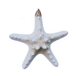 Item 220034 Bumpy White Starfish Ornament