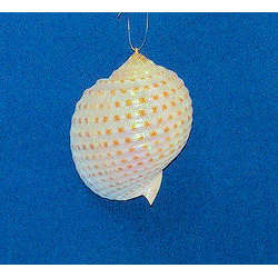 Item 220035 Spotted Tona Shell Ornament