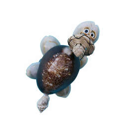 Item 220061 Turtle With Brown Hat Magnet